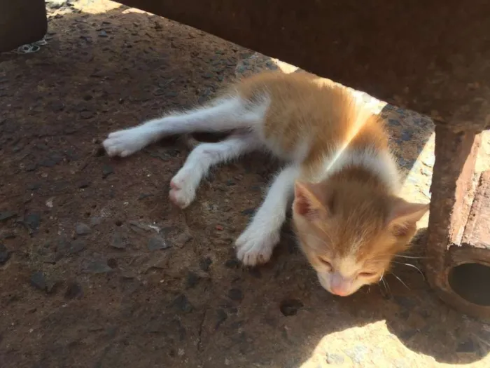 Gato raça SRD idade Abaixo de 2 meses nome ADOTE