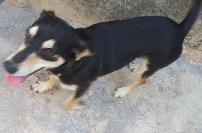 Cachorro ra a Vira-Lata idade 3 anos nome Paty