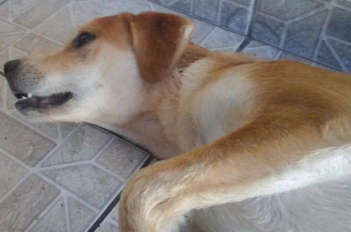 Cachorro ra a SRD idade 2 anos nome Pipoca e Tiririca