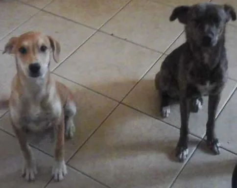 Cachorro ra a SRD idade 2 anos nome Pipoca e Tiririca