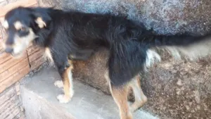 Cachorro raça Vira-Lata idade 2 anos nome Alfredo