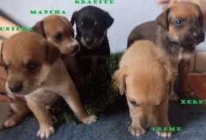 Cachorro raça SRD idade Abaixo de 2 meses nome 5 machos