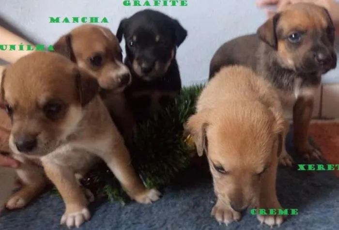 Cachorro ra a SRD idade Abaixo de 2 meses nome 5 machos