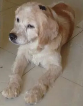 Cachorro raça Cocker idade 5 anos nome Kiara