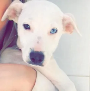 Cachorro raça SRD idade 2 a 6 meses nome Branquinho