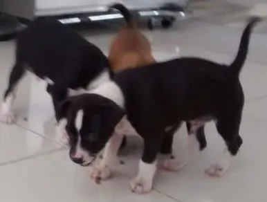 Cachorro ra a Paulistinha com raça pequena idade Abaixo de 2 meses nome Bebês 