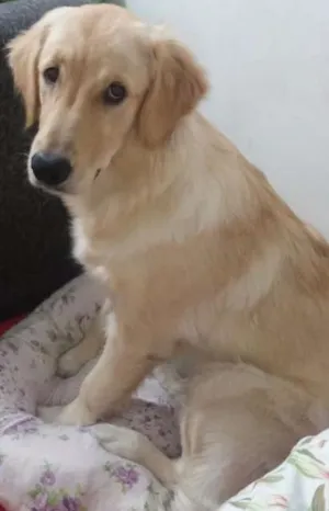 Cachorro raça Golden retriever idade 2 a 6 meses nome Lili