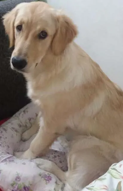 Cachorro ra a Golden retriever idade 2 a 6 meses nome Lili