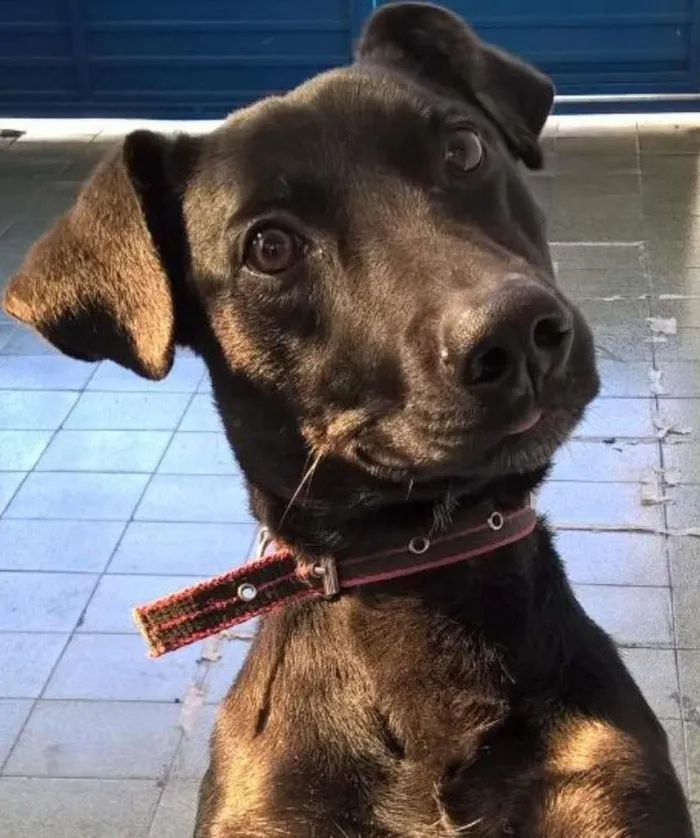 Cachorro ra a SRD idade 1 ano nome SCOTTY
