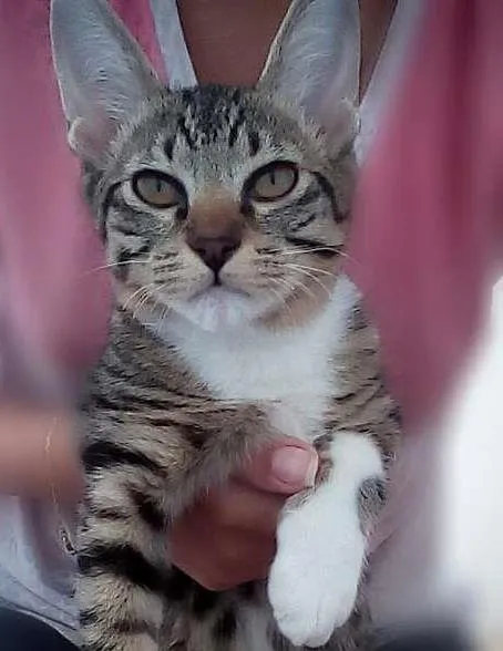Gato ra a SRD idade 2 a 6 meses nome Zico