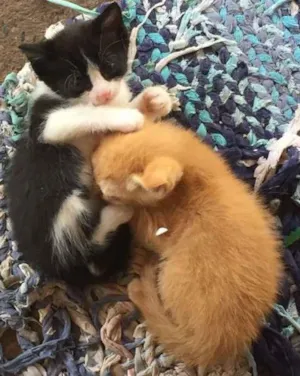 Gato raça SRD idade Abaixo de 2 meses nome ADOTE