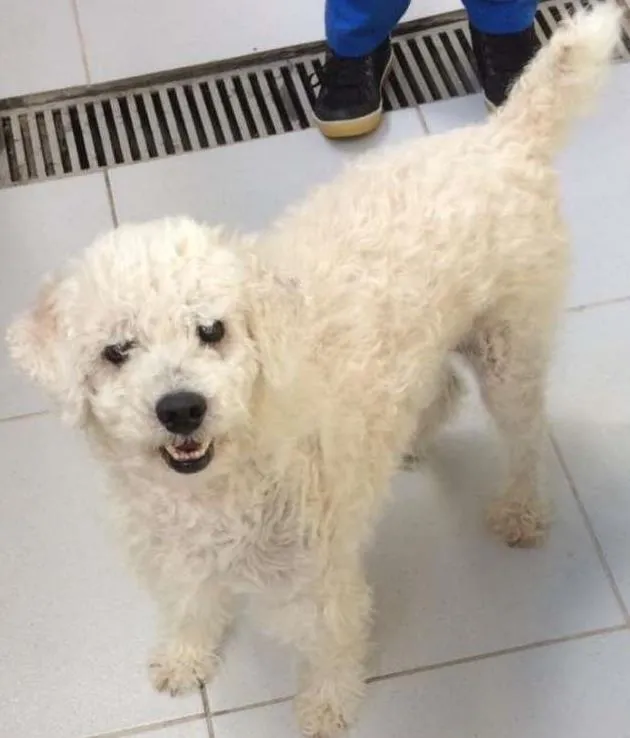 Cachorro ra a poodle idade 6 ou mais anos nome Arthur