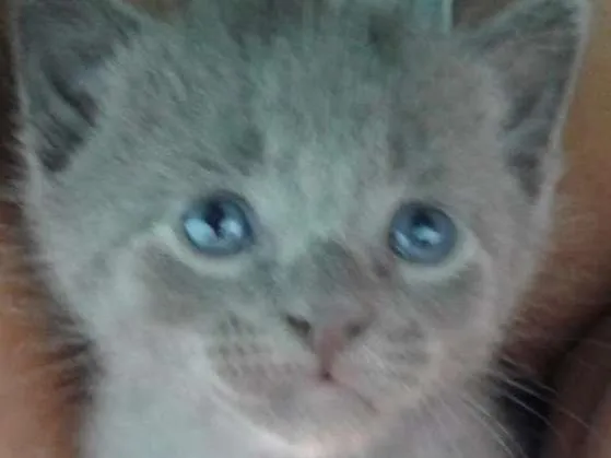 Gato ra a - idade 2 a 6 meses nome -