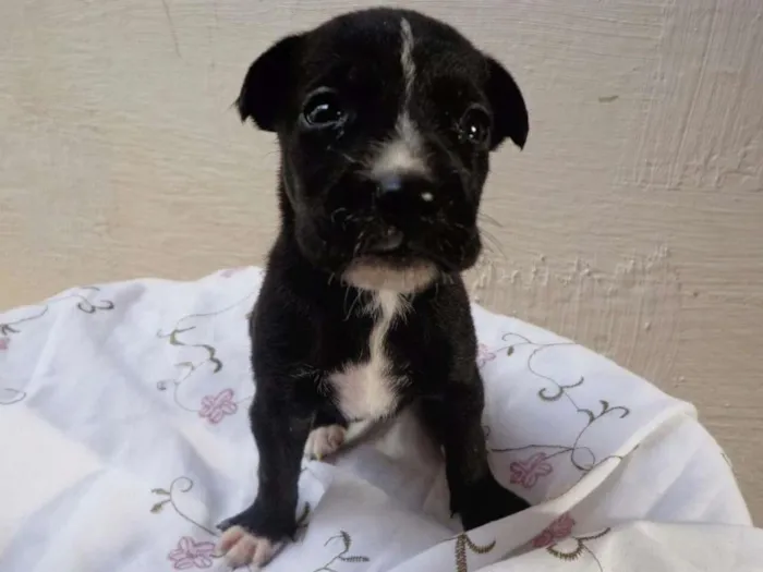 Cachorro ra a Vira-lata idade Abaixo de 2 meses nome Fiorentina