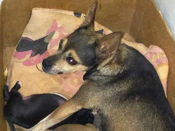 Cachorro ra a Paulistinha fox idade 2 a 6 meses nome Capitu e filhotes 