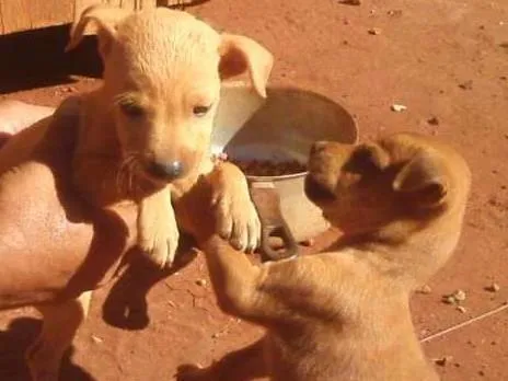 Cachorro ra a SRD idade Abaixo de 2 meses nome [sem nome]