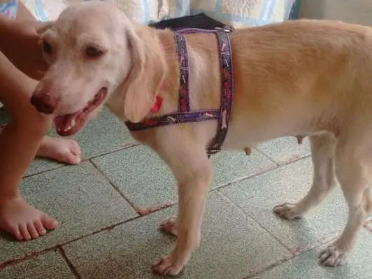 Cachorro ra a Indefinida idade 2 anos nome Nina