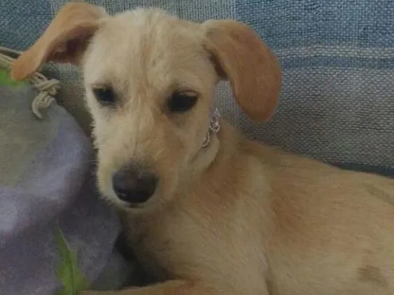 Cachorro ra a Vira-lata idade 2 a 6 meses nome Não tem nome