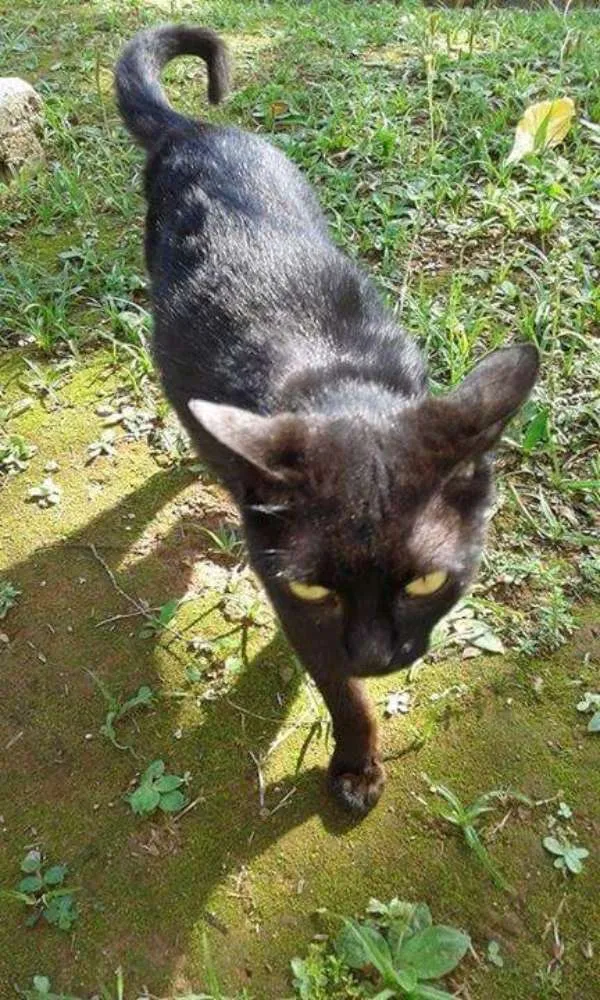 Gato ra a SRD idade 7 a 11 meses nome Gatinha Preta