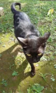 Gatinha Preta