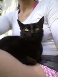 Gatinha Preta