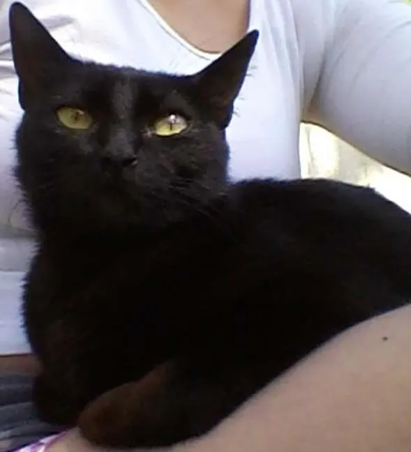 Gato ra a SRD idade 7 a 11 meses nome Gatinha Preta