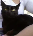Gatinha Preta