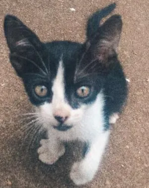 Gato raça  idade Abaixo de 2 meses nome Sofia 