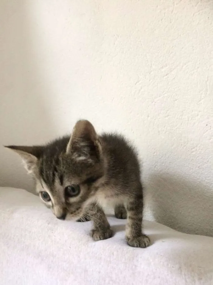 Gato ra a SRD idade Abaixo de 2 meses nome Dezinho