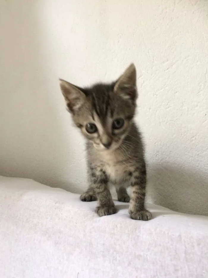 Gato ra a SRD idade Abaixo de 2 meses nome Dezinho