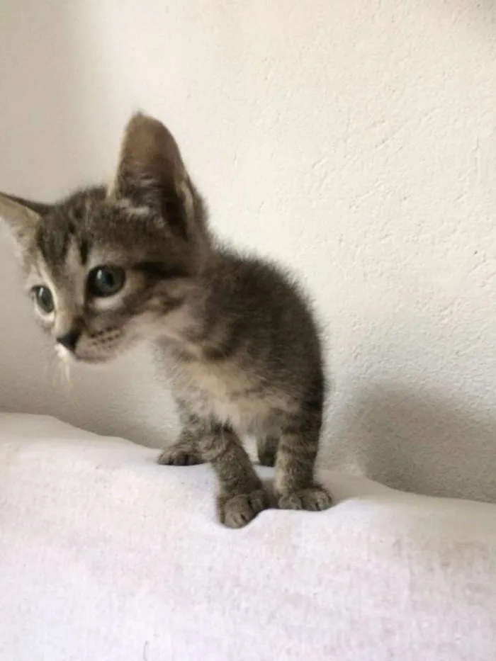 Gato ra a SRD idade Abaixo de 2 meses nome Dezinho