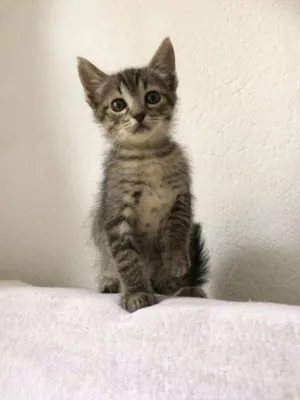 Gato raça SRD idade Abaixo de 2 meses nome Dezinho