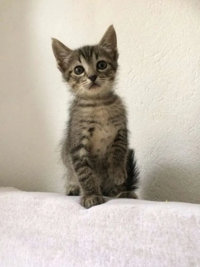 Gato ra a SRD idade Abaixo de 2 meses nome Dezinho