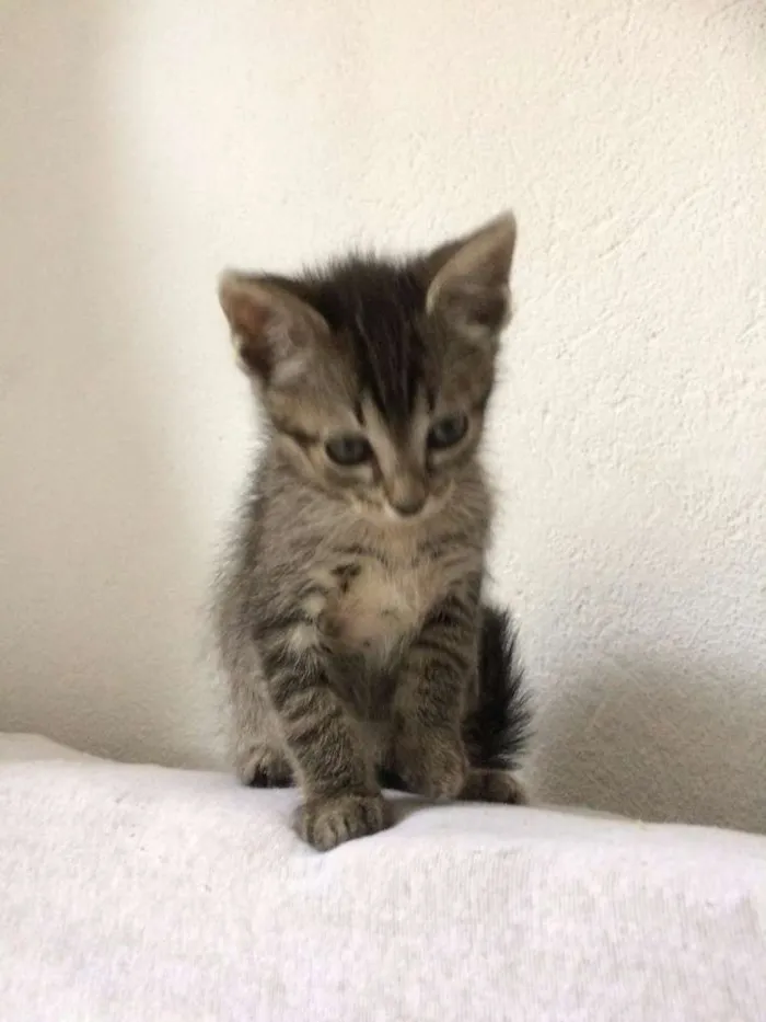 Gato ra a SRD idade Abaixo de 2 meses nome Dezinho