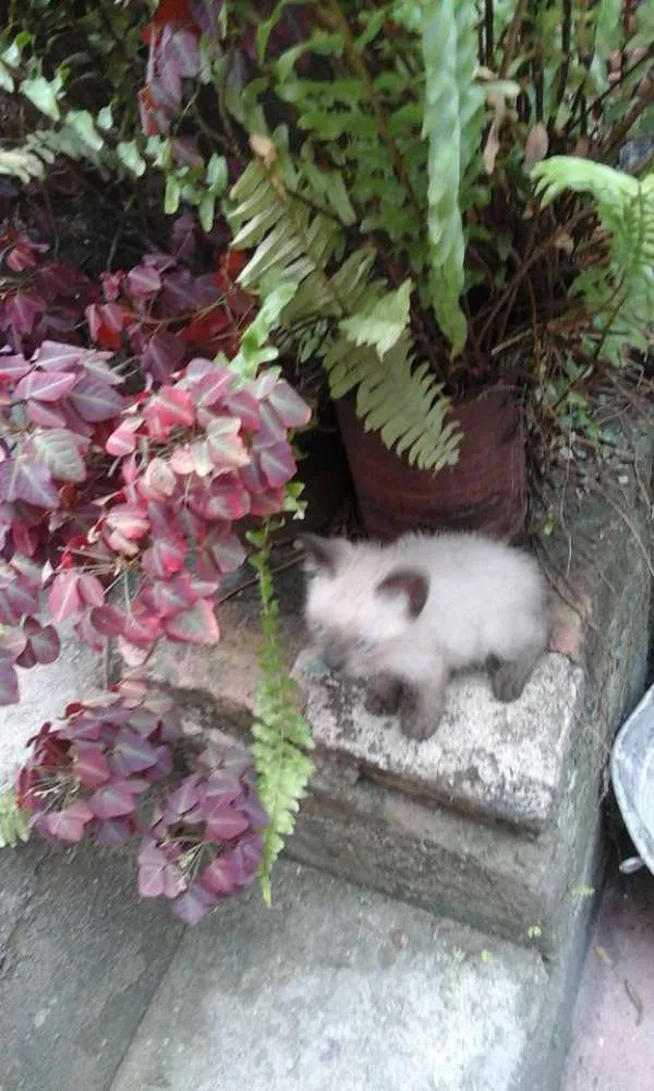 Gato raça SRD idade 2 a 6 meses nome Ambrósio