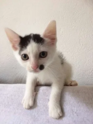 Gato raça SRD idade Abaixo de 2 meses nome Elvis