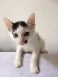 Elvis