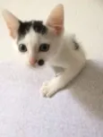 Elvis
