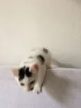 Elvis