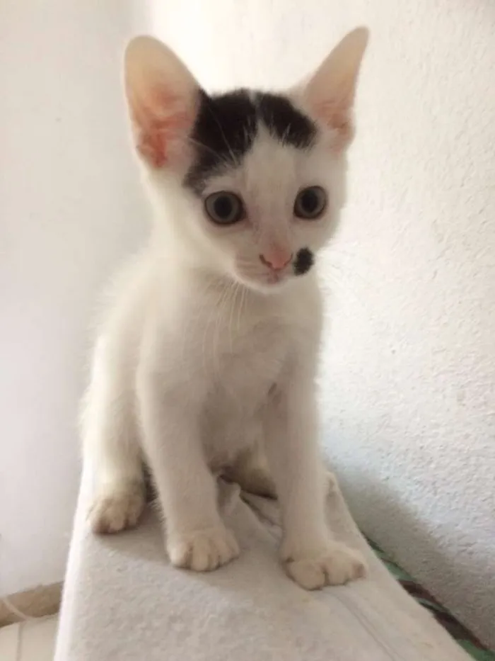 Gato ra a SRD idade Abaixo de 2 meses nome Elvis