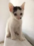Elvis