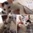 Elvis