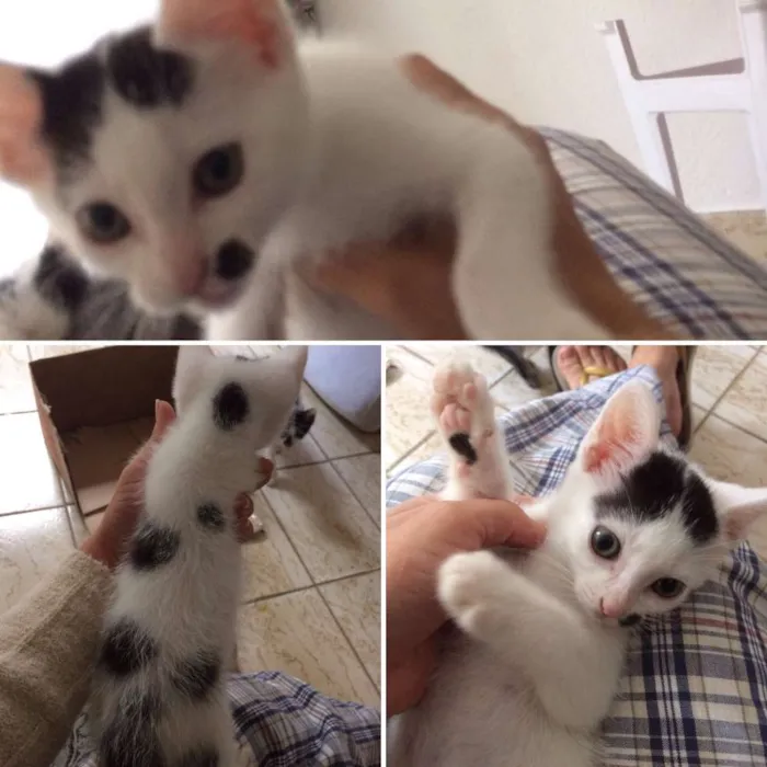 Gato ra a SRD idade Abaixo de 2 meses nome Elvis