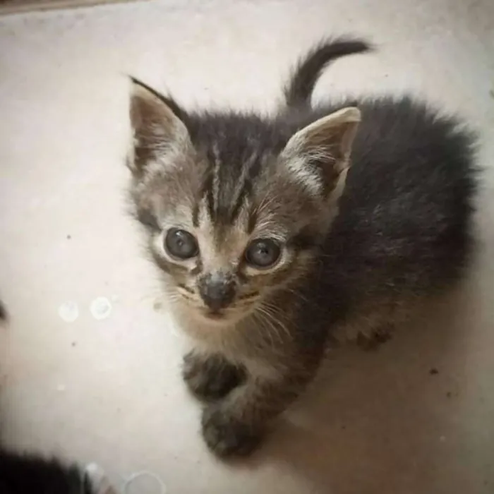Gato ra a SRD idade Abaixo de 2 meses nome Dezinho