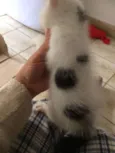 Elvis