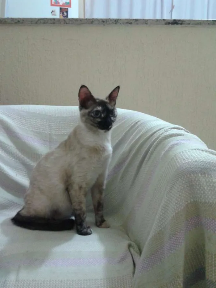 Gato ra a SRD idade 1 ano nome Sem nome