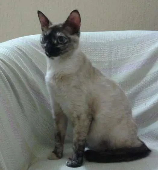 Gato ra a SRD idade 1 ano nome Sem nome