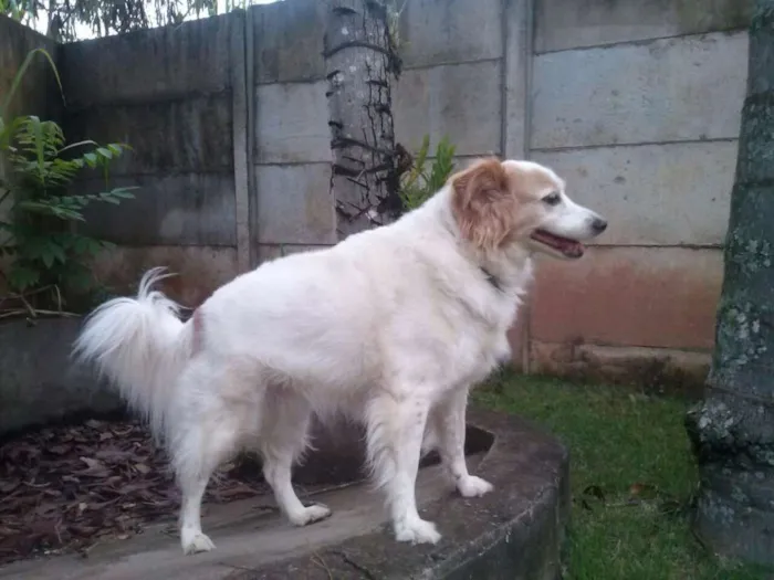 Cachorro ra a SRD idade 6 ou mais anos nome Nevada