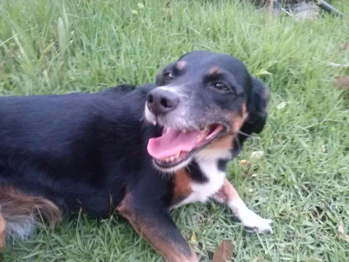 Cachorro ra a SRD idade 6 ou mais anos nome Lua