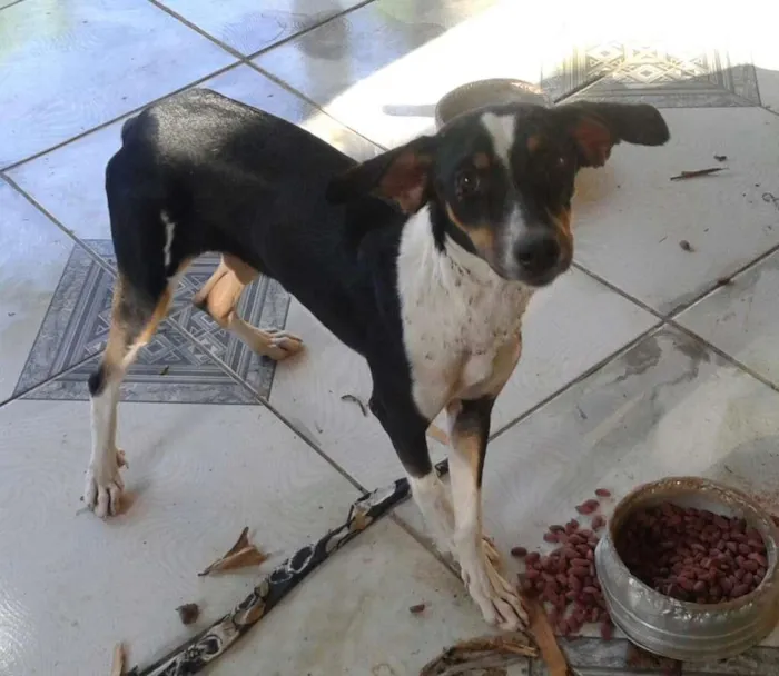 Cachorro ra a indefinida idade 7 a 11 meses nome Peròla